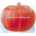 Wholesale hybrid pumpkin seeds chinese vegetable seeds for plantng-New Red Chestnut